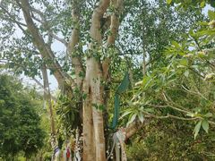 -中国科学院西双版纳热带植物园