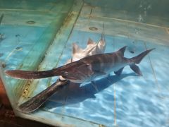 鸭嘴鱼-漓江又一軒·广西菜·桂林米粉(梅林店)