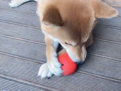 -啡语