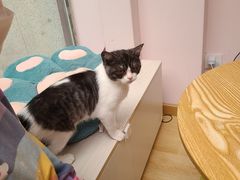-猫咪派对(江南西店)