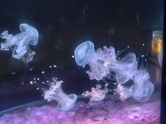-欢乐海岸海洋奇梦馆
