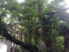 -广西壮族自治区药用植物园