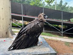 -西霞口神雕山野生动物世界