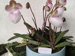 -云溪植物园