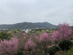 -香雪海