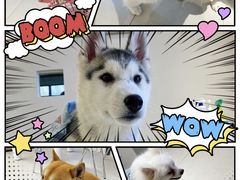 -怪兽屋·羊驼·猫咖·狗咖(俊华广场店)