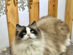 -青奢宠物·青奢猫舍