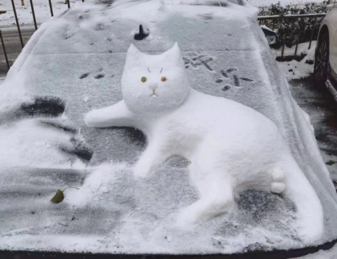 雪猫作品集猫的鱼图片