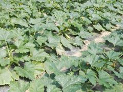 -上膳源有机农场