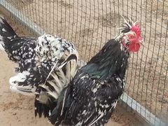 -意大利农场度假村