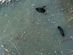 -北京麋鹿生态实验中心