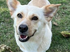 -趣多多宠物公园·宠物训犬学校·宠物寄养