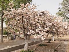 -济南国际园博园