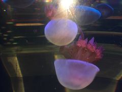 -石家庄极地海洋世界