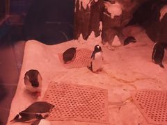 -暹罗海洋世界