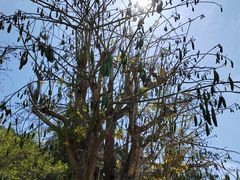 -三亚南山文化旅游区