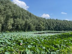 -白渔泡湿地公园