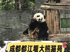 -都江堰中华大熊猫苑