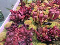 -中国科学院西双版纳热带植物园