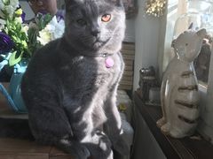 -海边的猫和咖啡馆