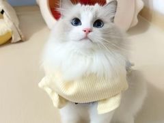 -猫十亿·布偶金渐层·曼基康矮脚猫舍(青年路店)