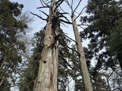 -天目山大树王景区