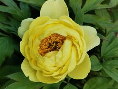 -兴福老面馆(寺路街店)