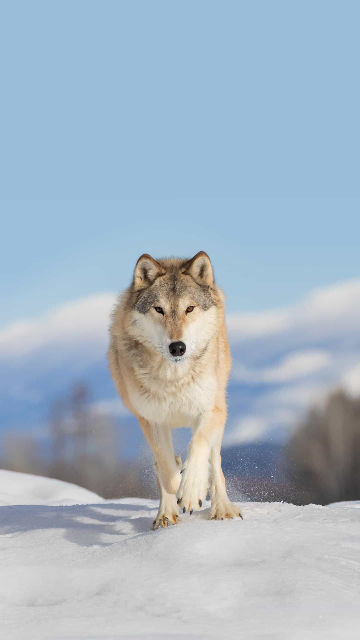 狼是一种凶狠,有智慧,策略的动物
