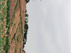 -大塘金香草谷