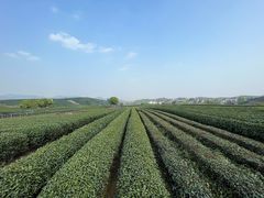 -龙坞茶村