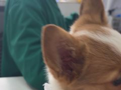 -心仪动物医院·牙专科·肿瘤·心脏科(西客站院)