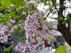 -西安市广仁寺