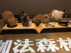 -咖法森林·咖啡  酒吧(天河店)