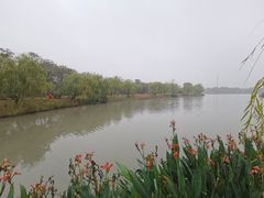 -九科绿洲