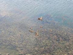 -丁香湖公园