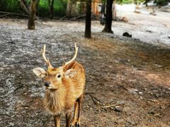 -清迈夜间动物园