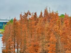 -白鹭湾湿地公园