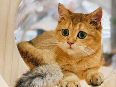 -COLOR PETS 撸猫馆·购猫·猫咖(长风大悦城店)