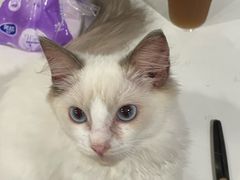 -楼上猫咖(罗湖店)