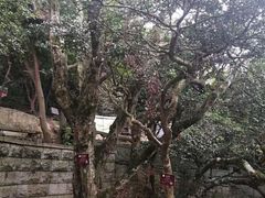 -普陀山慧济禅寺