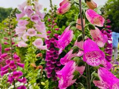 -上海共青森林公园