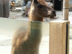 -广州动物园