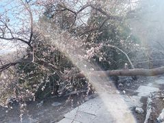 -北京鹫峰国家森林公园