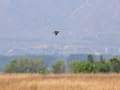 -野鸭湖国家湿地公园