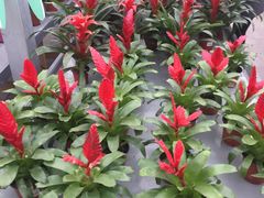 -荷兰花海