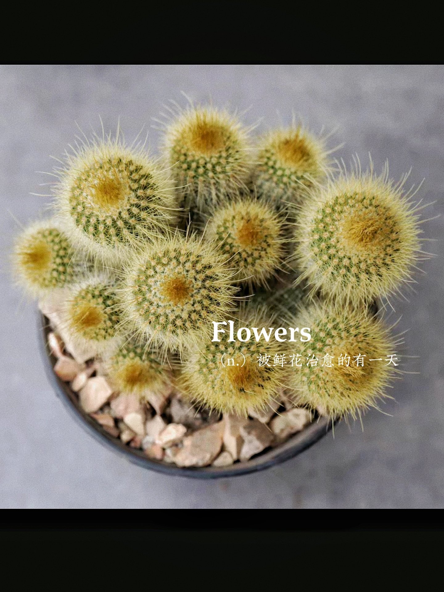 每天认识一种植物