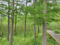 -昆山城市生态森林公园