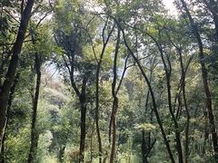 -潜山国家森林公园