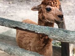 -清迈夜间动物园