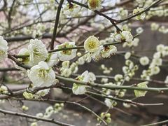 -苏州上方山国家森林公园